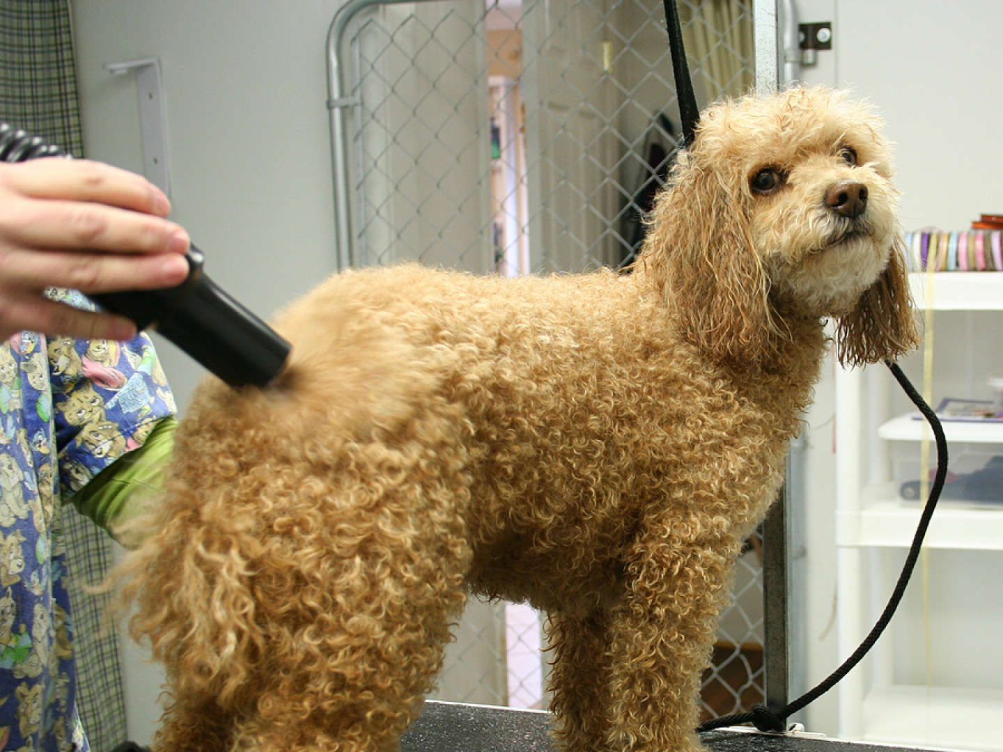 Pet & Dog Grooming Elizabeth, Castle Rock, CO Elizabeth Country